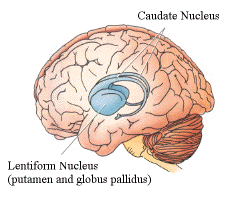 brain